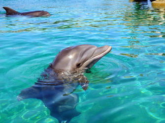 Top things to do in Discovery Cove