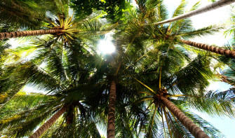 Top Uses for Coconut Oil