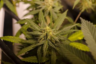 On Average, How Much Medical Marijuana Is Being Produced Yearly By Americans?