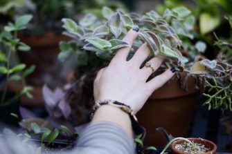 How to get bedding plants right