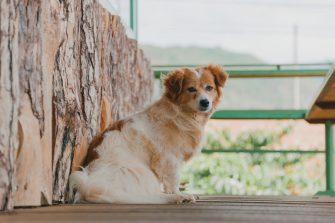Signs That Your Dog is Stressed Out 