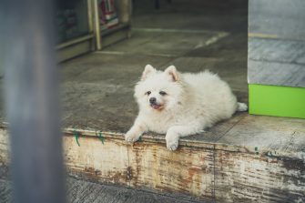 Common Dog Aging Signs & Health Problems