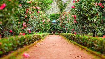 From Wellbeing to Growing Your Own: How Your Garden Could Change Your Life