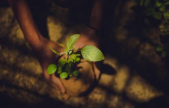 5 Benefits of Planting Trees