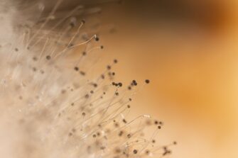 The Mold In Your Home And Where To Find Them