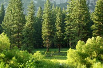 FAST-GROWING TREES For Your Home Garden